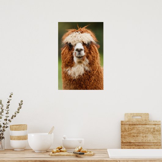 Poster Alpaca sourit (Cuisine)