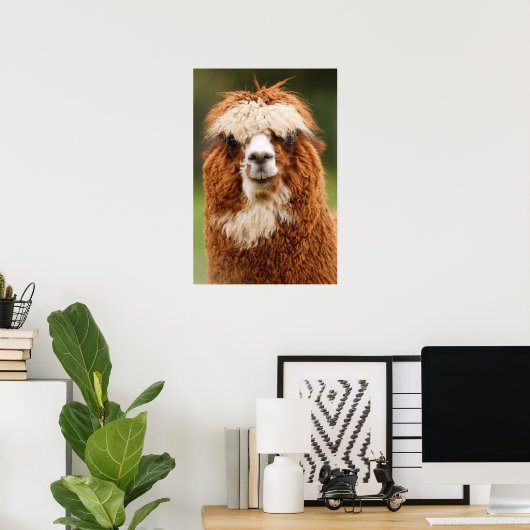 Poster Alpaca sourit (Bureau à domicile)