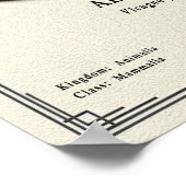 Poster Alpaca Zoology Series (Coin)