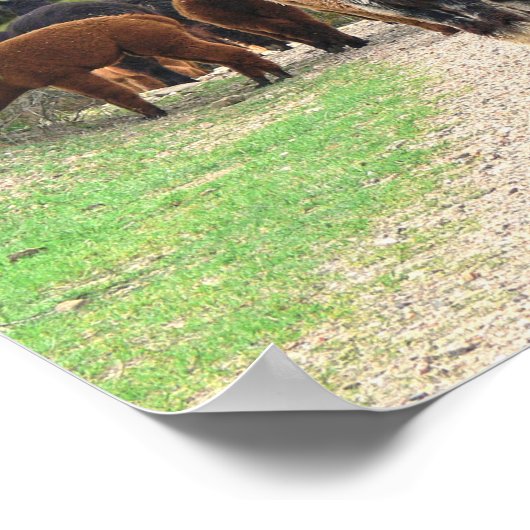 Poster Alpacas (Coin)