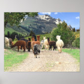 Poster Alpacas (Devant)