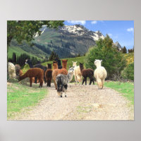 Poster Alpacas