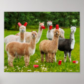 Poster Alpacas Avec Coupes Rouges (Devant)