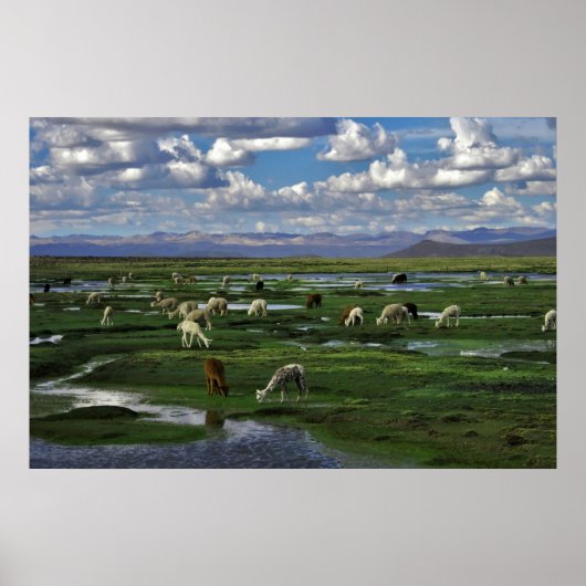 Poster Alpacas dans les Andes (Devant)