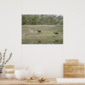 Poster - Alpacas op de heuvel (Keuken)