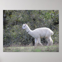 Poster - alpaga blanc