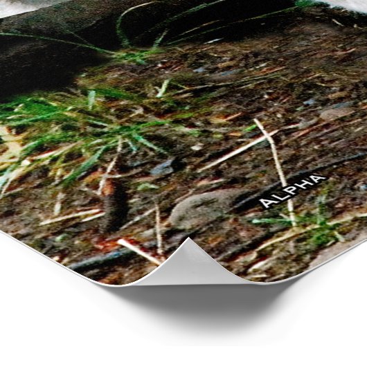 Poster Alpha Wolf (Coin)