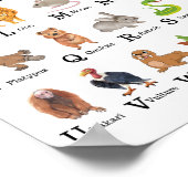 Poster Alphabet Animal A - Z Enfants Pépinière éducative (Coin)