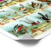 Poster Alphabet des oiseaux vintage (Coin)