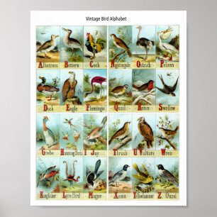 Poster Alphabet des oiseaux vintage