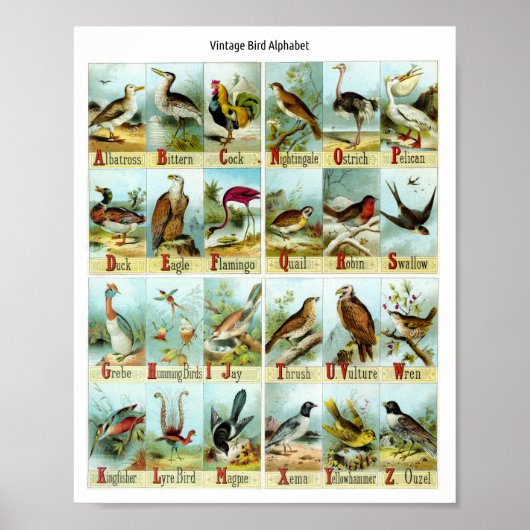 Poster Alphabet des oiseaux vintage (Devant)