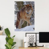 Poster alphawolf mongol dans la neige (Bureau à domicile)