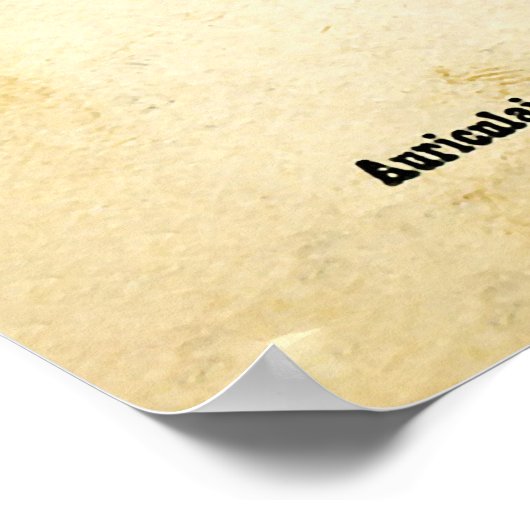 Poster Alphonse Bertillon (1893) (Coin)