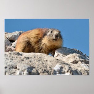 Poster Alpine marmot on rock