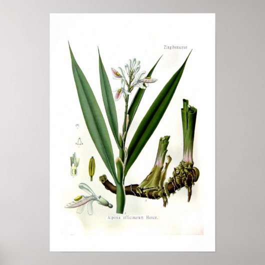 Poster Alpinia officinarum (Galangal) (Devant)