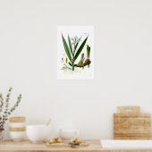 Poster Alpinia officinarum (Galangal) (Cuisine)