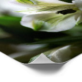 Poster Alstroemeria blanche Fleur Lilly péruvienne (Coin)