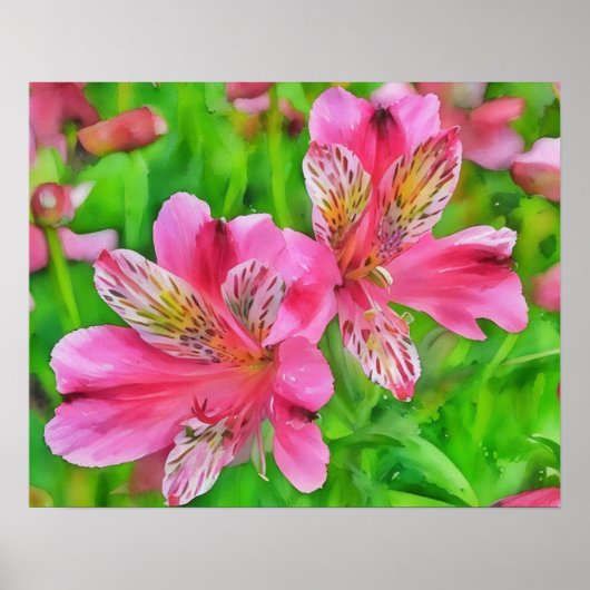 Poster Alstroemeria rose Fleurs Lily Style Aquarelle (Devant)