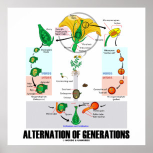 Poster Alternance Des Générations (Cycle De Vie Des Fleur