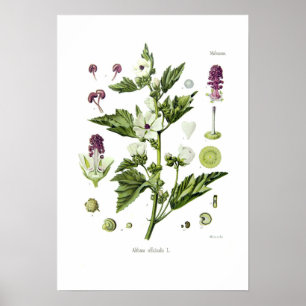 Poster Althaea officinalis