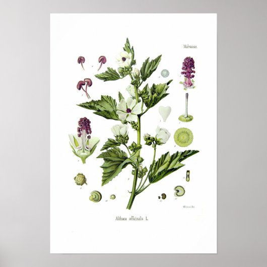 Poster Althaea officinalis (Devant)