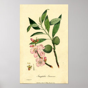 Poster Amande botanique d'impression (amygdalus communis)