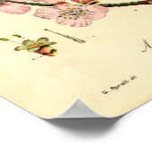 Poster Amande d'impression botanique (amygdalus communis) (Coin)