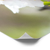 Poster Amande fleurie (Coin)