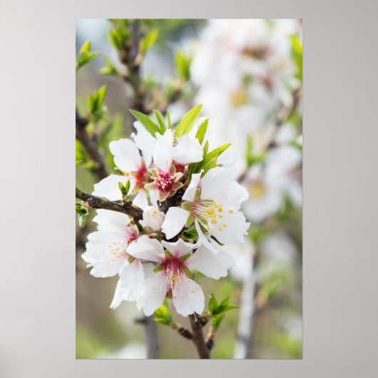 Poster Amande fleurie (Devant)