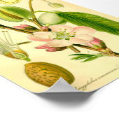 Poster Amande (Prunus amygdalus) (Coin)