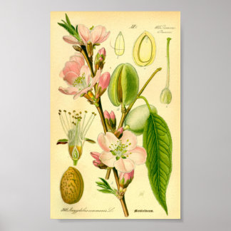 Poster Amande (Prunus amygdalus)