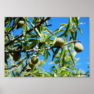 Poster Amandes dans le ciel bleu