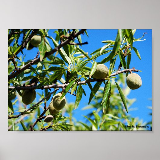 Poster Amandes dans le ciel bleu (Devant)