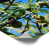 Poster Amandes dans le ciel bleu (Coin)
