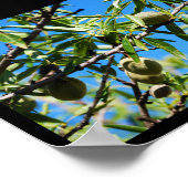 Poster Amandes dans le ciel bleu (Coin)