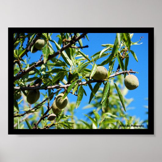 Poster Amandes dans le ciel bleu (Devant)