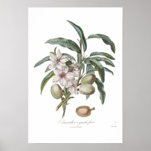 Poster Amandier, Amandier a grandes fleurs