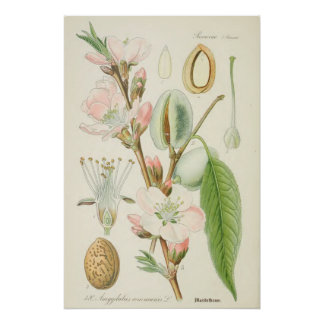 Poster Amandiers, Amygdalus communis,