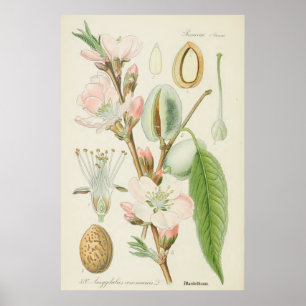 Poster Amandiers, Amygdalus communis,