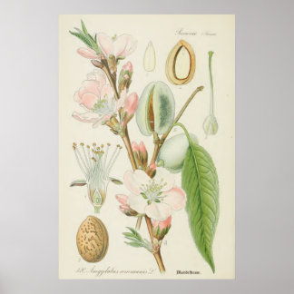 Poster Amandiers, Amygdalus communis,