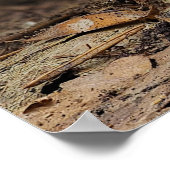 Poster Amanita muscaria var. aureola (Flly Agaric) (Coin)