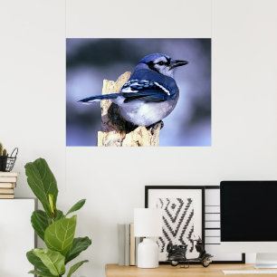 Poster Amants d'oiseau de geai bleu