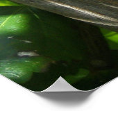 Poster Amapola enamorada del palmar (Coin)