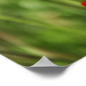 Poster Amapolas (Coin)