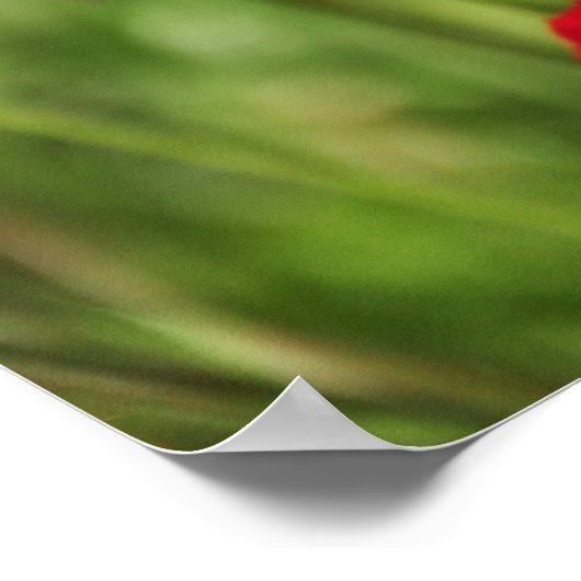 Poster Amapolas (Coin)