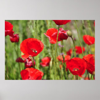Poster Amapolas