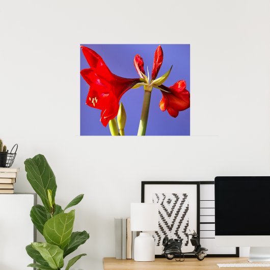 Poster Amaryllis (Bureau à domicile)