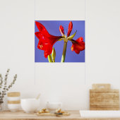 Poster Amaryllis (Cuisine)