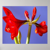 Poster Amaryllis (Devant)