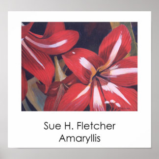 Poster Amaryllis